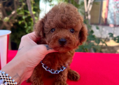 Toy Poodle Kore Kan Safkan Yavrularımız